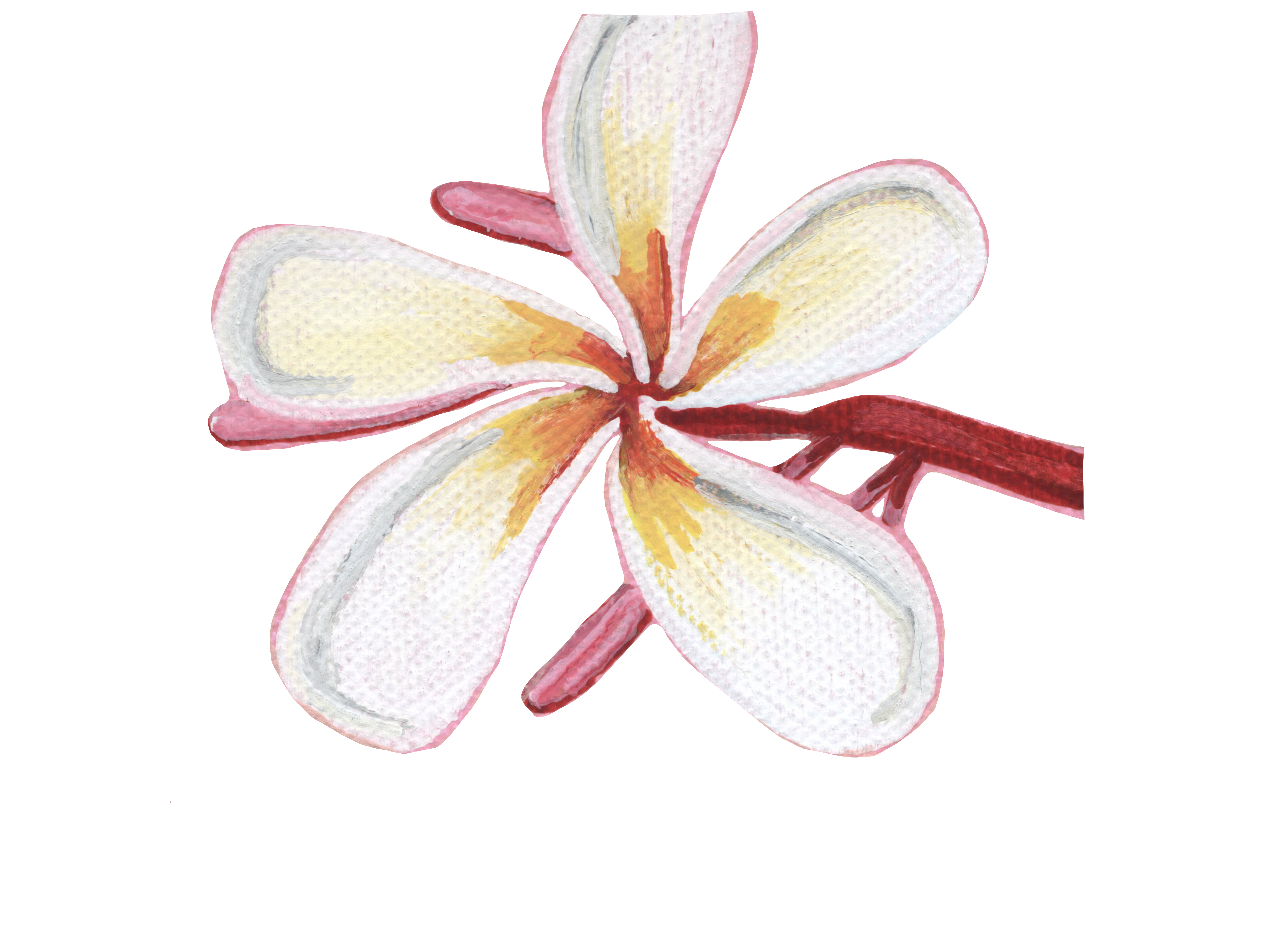 Plumeria